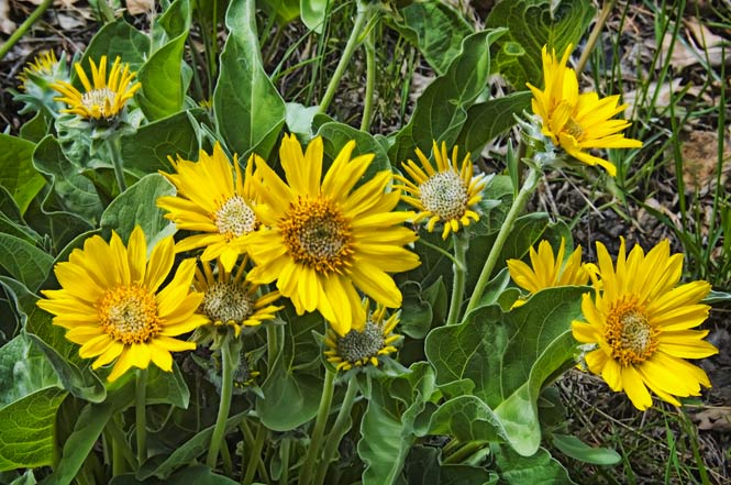 balsamroot